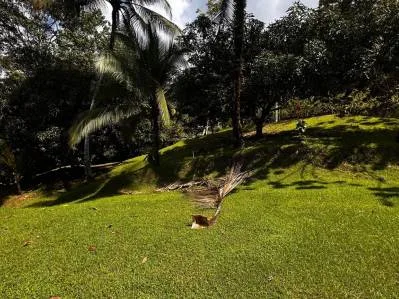 BUILDING PROPERTY NEAR TO THE RIVER, IN LAS BRISAS – 2.28 ACRES, photo 27