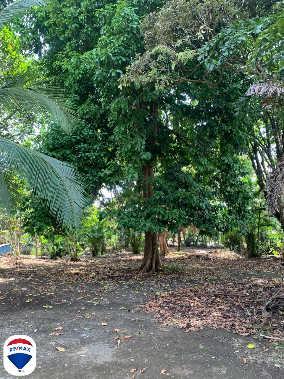 Puerto Jimenez commercial property for sale - REMAX Jungle Properties | Pavones Golfito Real Estate