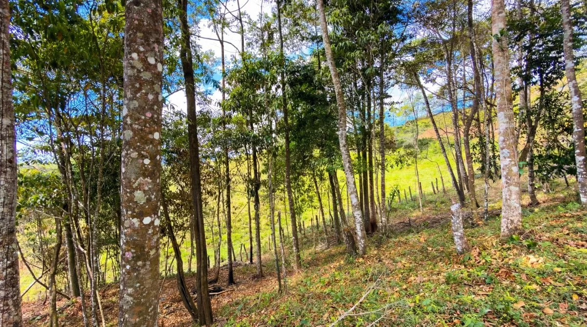 SE VENDE LOTE EN EXCLUSIVO PROYECTO CON HERMOSAS VISTAS A LA MONTAÑA - Venta en Pérez Zeledón, photo 14