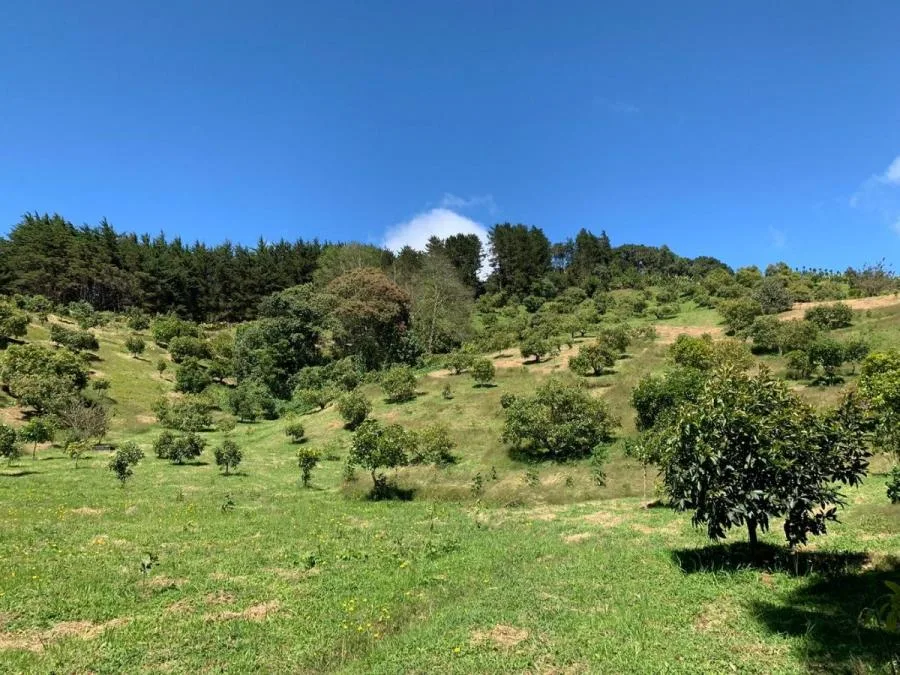 Venta de Lote en Santa Rosa, León Cortés. - Venta en León Cortes