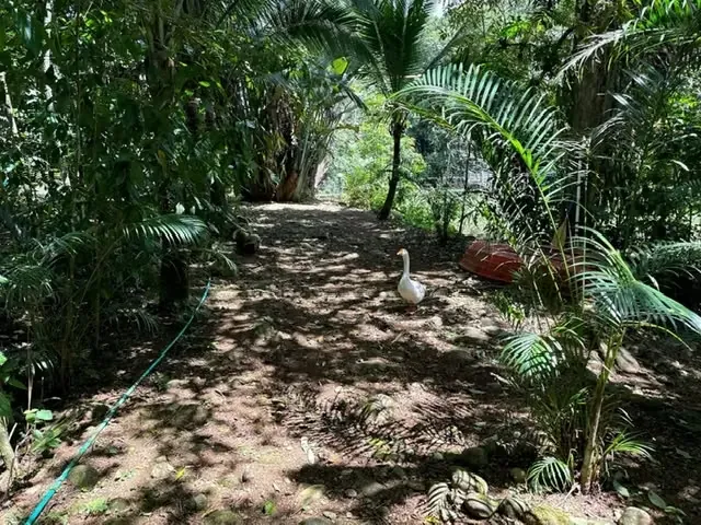 For sale in Sarapiqui beautiful Farm, photo 11
