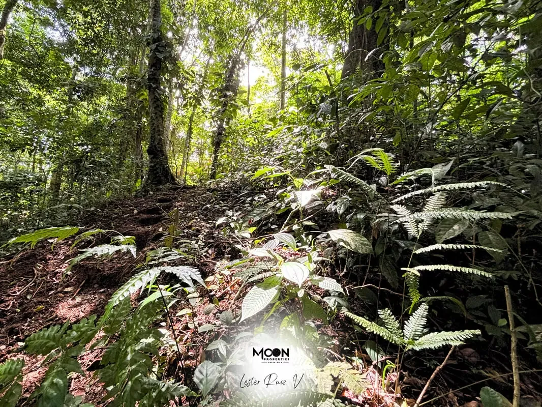 A solo 20 minutos de La Fortuna, este lote ofrece lo mejor de la naturaleza y la tranquilidad., photo 12