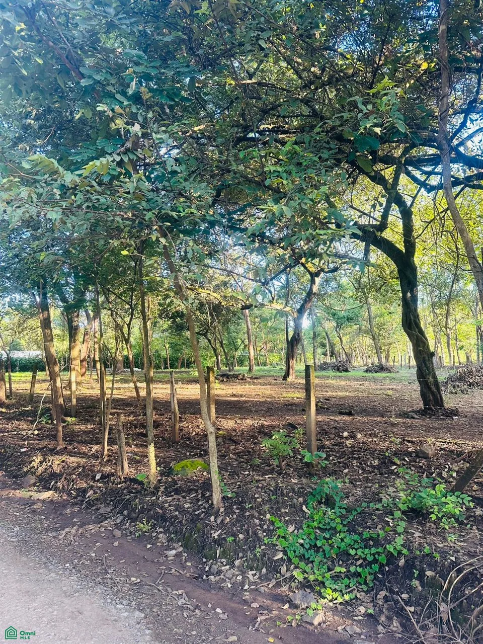 Linderos Finca Panama Tamarindo Guanacaste, photo 3