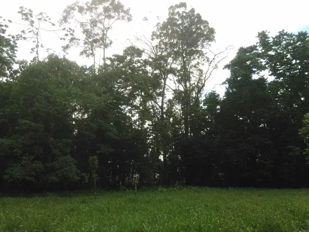MA Asesorías Vende preciosa Finca ubicada en el Distrito Roxana, del Cantón de Pococí en Limón., photo 2