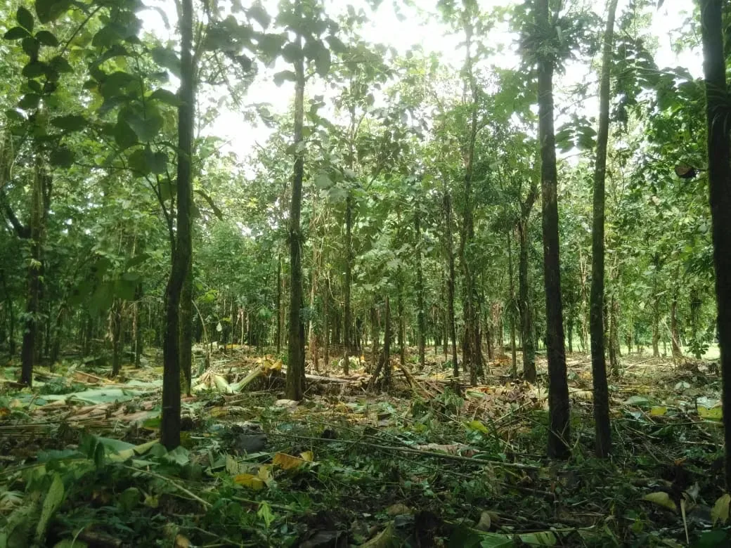 MA Asesorías Vende preciosa Finca ubicada en el Distrito Roxana, del Cantón de Pococí en Limón., photo 11
