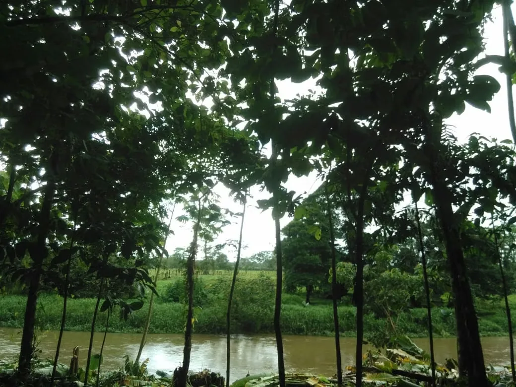 MA Asesorías Vende preciosa Finca ubicada en el Distrito Roxana, del Cantón de Pococí en Limón., photo 12