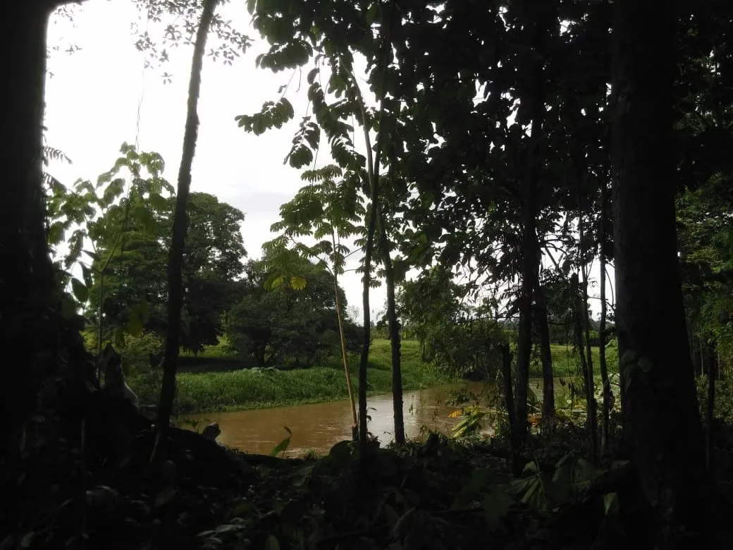 MA Asesorías Vende preciosa Finca ubicada en el Distrito Roxana, del Cantón de Pococí en Limón., photo 13
