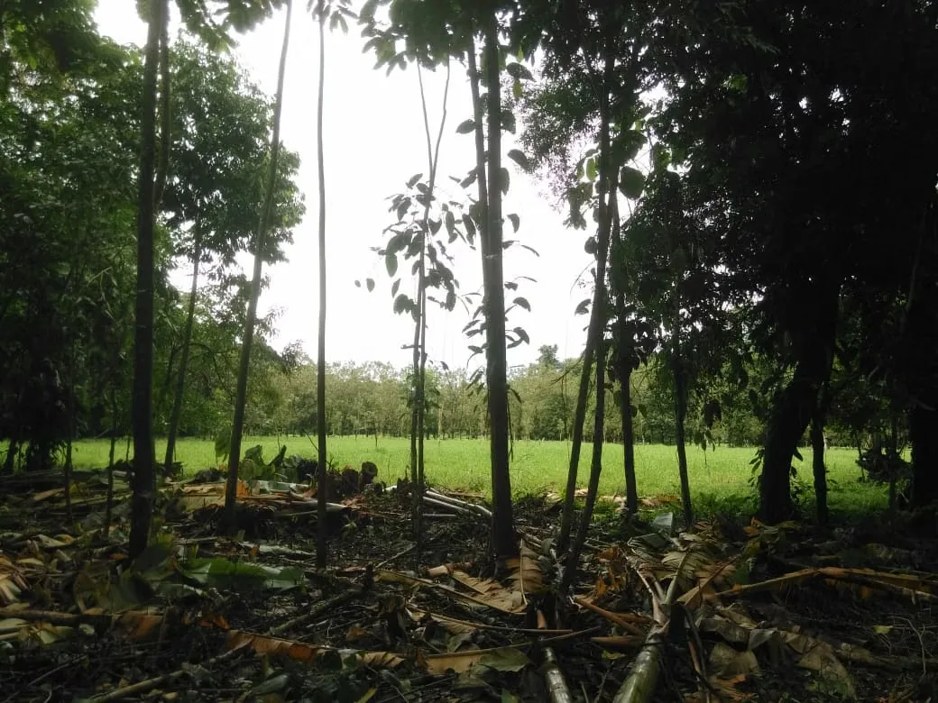 MA Asesorías Vende preciosa Finca ubicada en el Distrito Roxana, del Cantón de Pococí en Limón., photo 14