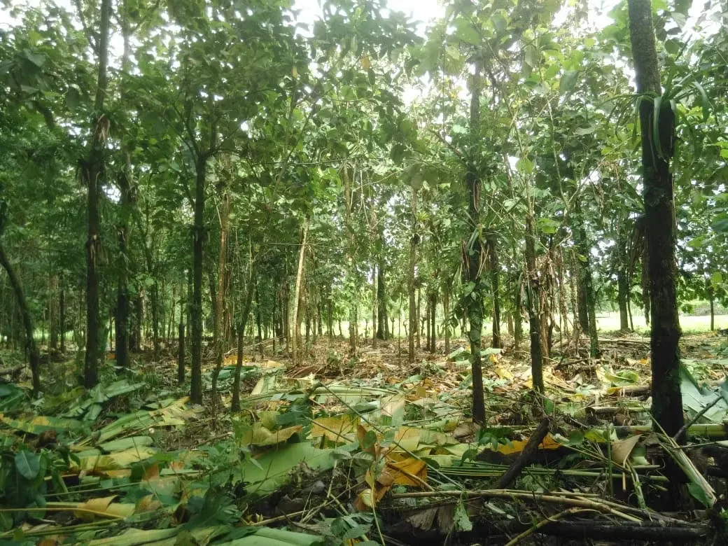 MA Asesorías Vende preciosa Finca ubicada en el Distrito Roxana, del Cantón de Pococí en Limón., photo 15