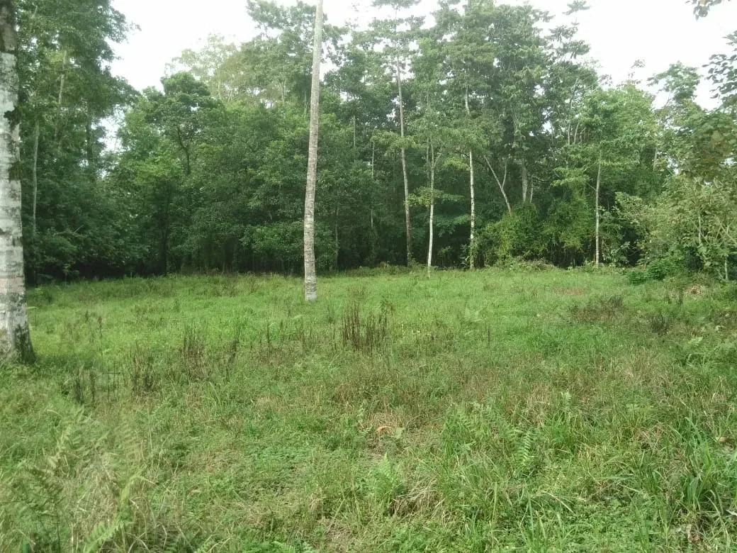 MA Asesorías Vende preciosa Finca ubicada en el Distrito Roxana, del Cantón de Pococí en Limón., photo 16