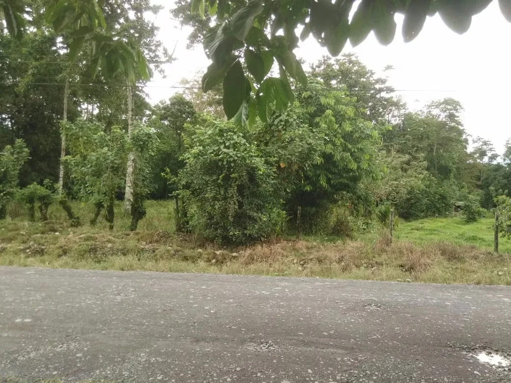 MA Asesorías Vende preciosa Finca ubicada en el Distrito Roxana, del Cantón de Pococí en Limón., photo 3