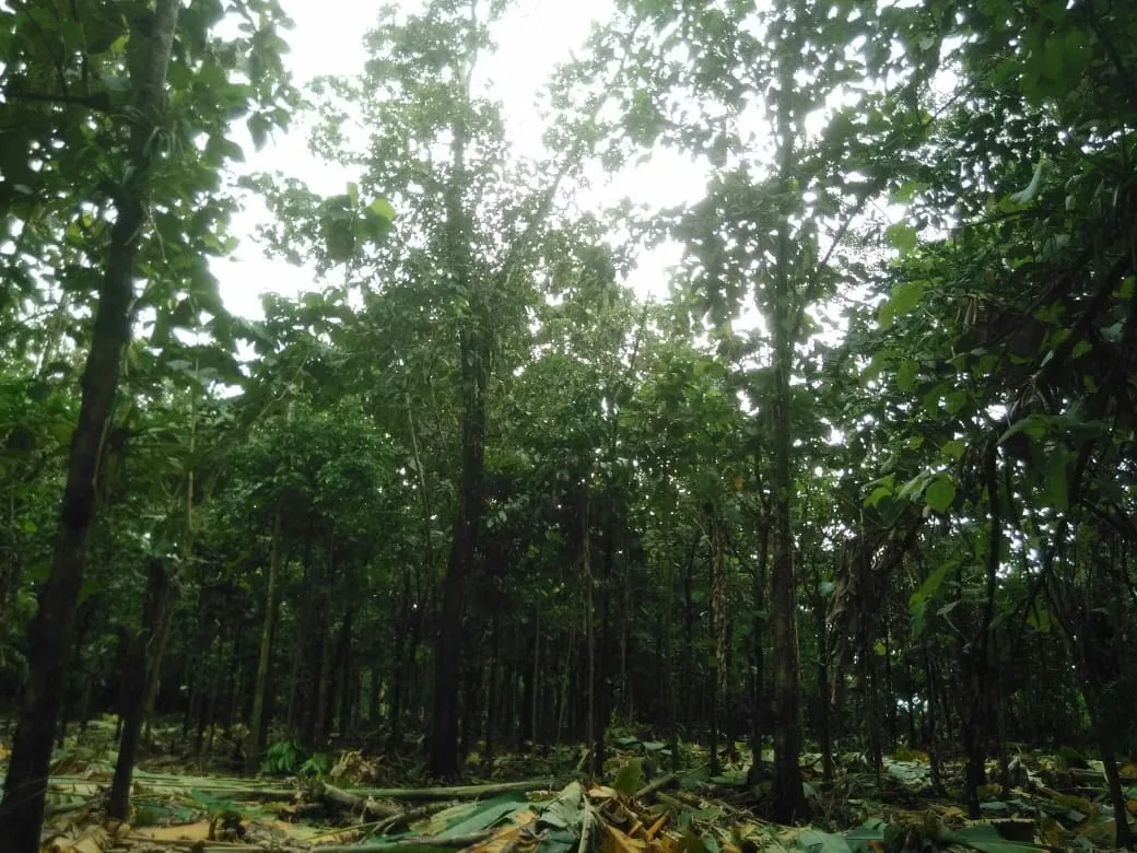 MA Asesorías Vende preciosa Finca ubicada en el Distrito Roxana, del Cantón de Pococí en Limón., photo 5