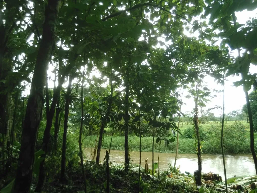 MA Asesorías Vende preciosa Finca ubicada en el Distrito Roxana, del Cantón de Pococí en Limón., photo 6