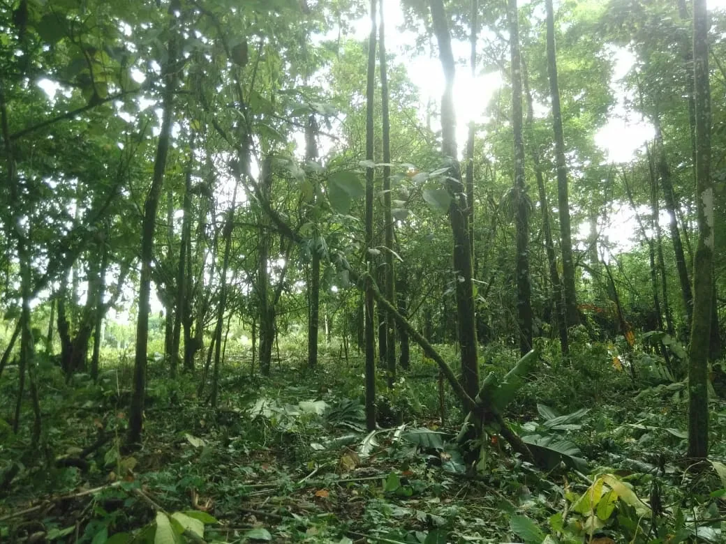 MA Asesorías Vende preciosa Finca ubicada en el Distrito Roxana, del Cantón de Pococí en Limón., photo 7