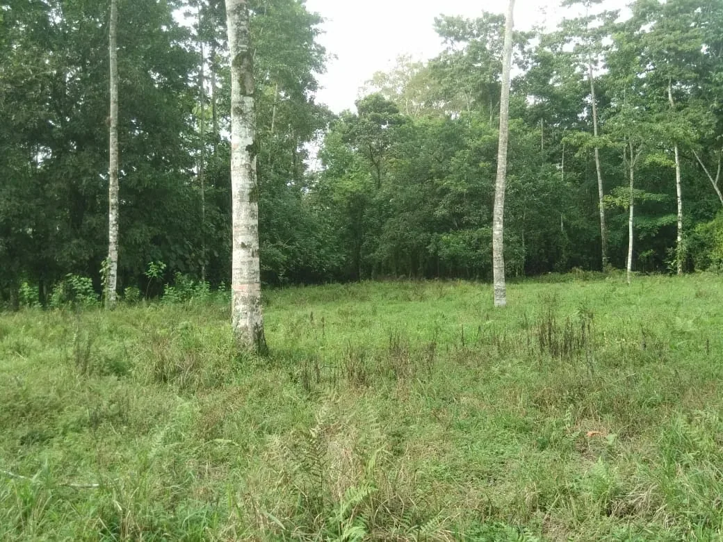 MA Asesorías Vende preciosa Finca ubicada en el Distrito Roxana, del Cantón de Pococí en Limón., photo 8