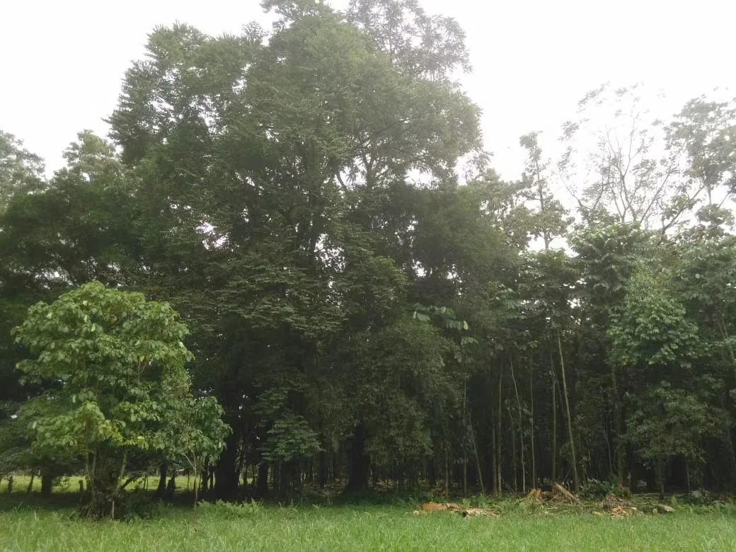 MA Asesorías Vende preciosa Finca ubicada en el Distrito Roxana, del Cantón de Pococí en Limón., photo 9