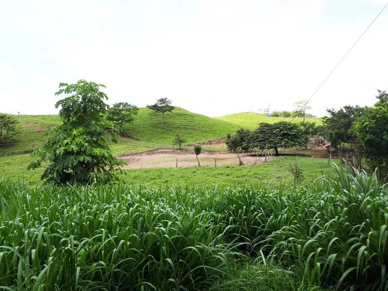 Cattle- & Dairy Ranch, Breeding operation in Libano, photo 12