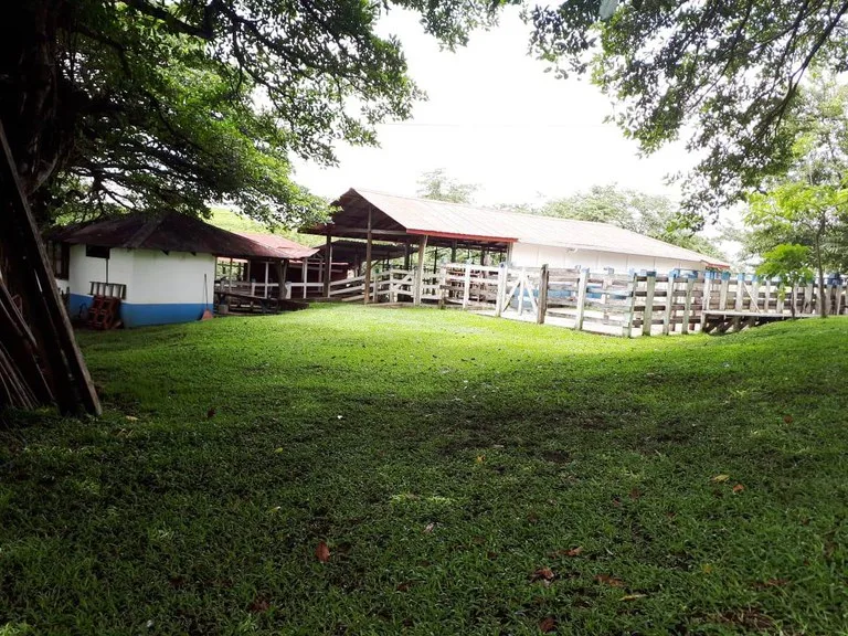 Cattle- & Dairy Ranch, Breeding operation in Libano, photo 13