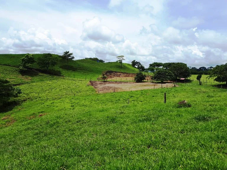 Cattle- & Dairy Ranch, Breeding operation in Libano, photo 14