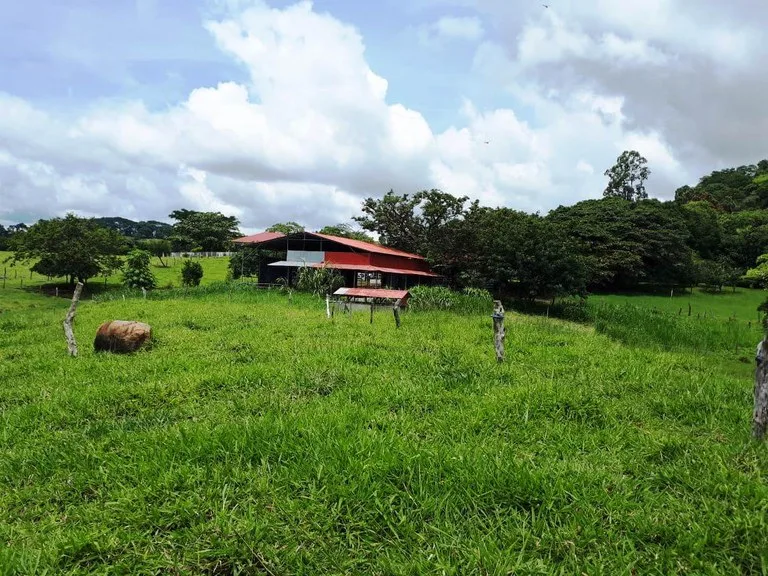 Cattle- & Dairy Ranch, Breeding operation in Libano, photo 15