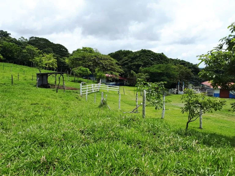 Cattle- & Dairy Ranch, Breeding operation in Libano, photo 6