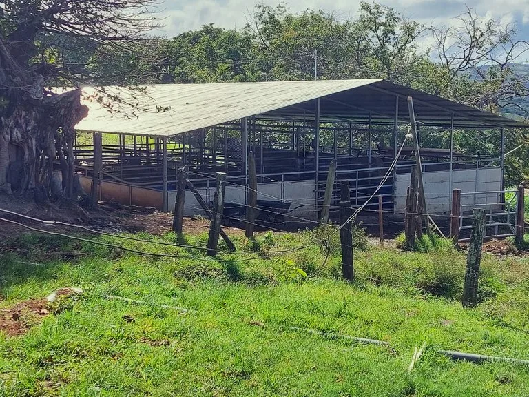 Cattle- & Dairy Ranch, Breeding operation in Libano, photo 7