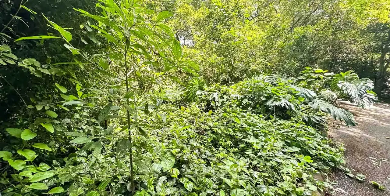Terreno en Venta en Exclusivo Residencial, Brasil de Mora, photo 13