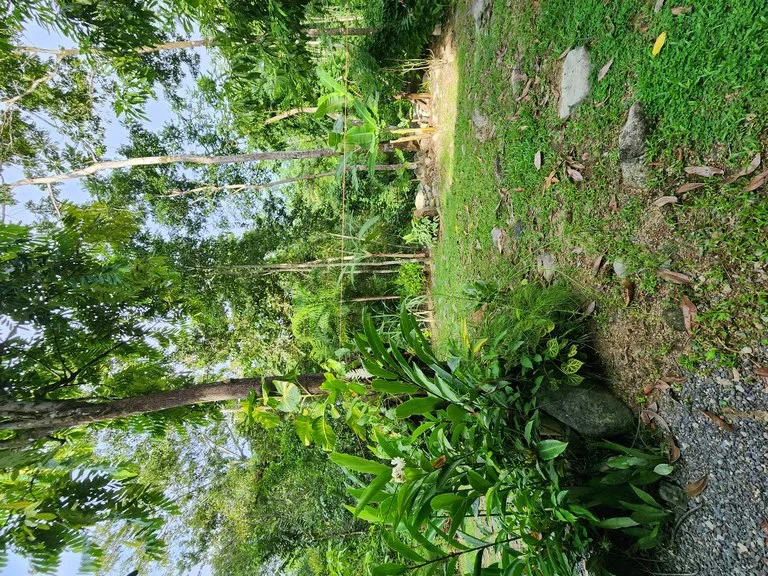 FOR SALE IN UVITA HOUSE WITH STUDIO APARTMENT AND RIVER ACCESS, photo 11