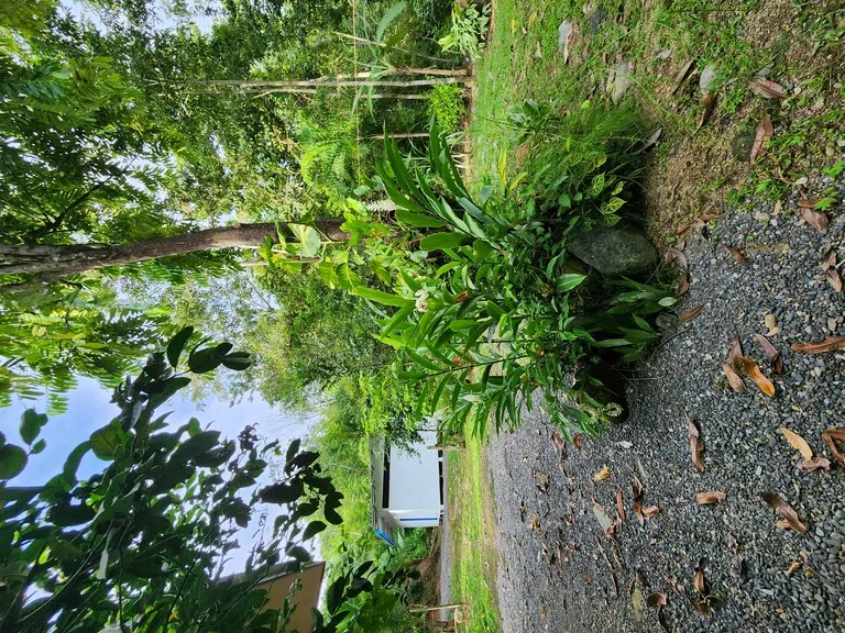 FOR SALE IN UVITA HOUSE WITH STUDIO APARTMENT AND RIVER ACCESS, photo 12