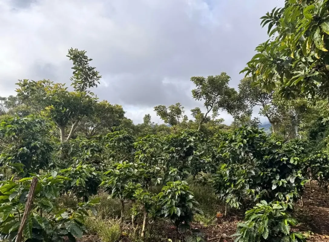 Se vende lote de Uso de Suelo Industrial en una zona estratégica de La Trinidad de Moravia. Ideal para bodegas, plantas, centros de distribución o proyectos logísticos.
