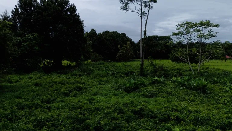 Strategic 5000sqm Commercial Property in Uvita: Perfect for any Business Vision, photo 5