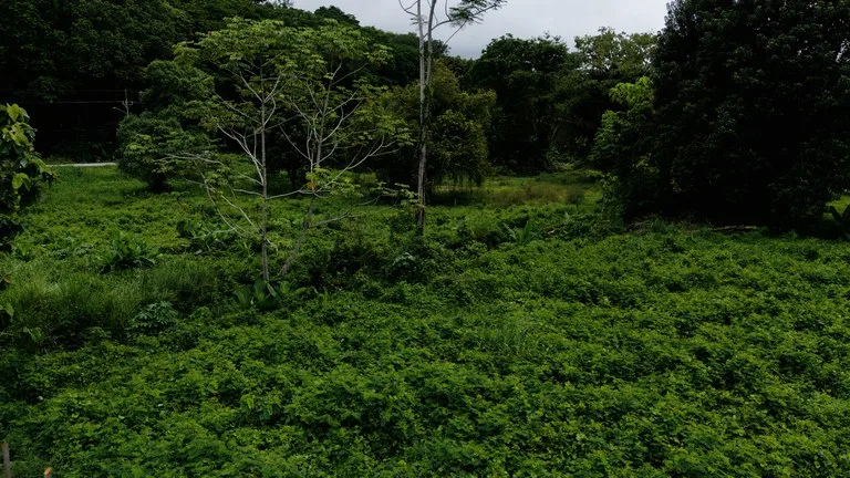 Strategic 5000sqm Commercial Property in Uvita: Perfect for any Business Vision, photo 8