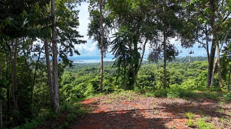 Spectacular Ocean view on 7.7 acres: Mountain Home Construction Site For Sale in Bahía Ballena, photo 11