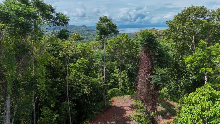 Spectacular Ocean view on 7.7 acres: Mountain Home Construction Site For Sale in Bahía Ballena, photo 14