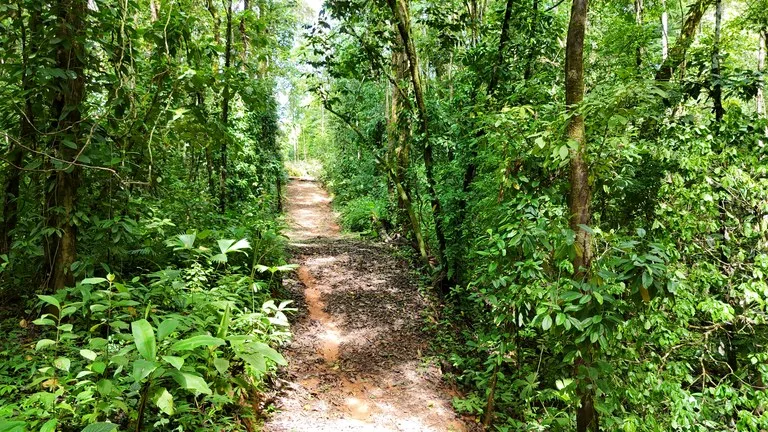 Spectacular Ocean view on 7.7 acres: Mountain Home Construction Site For Sale in Bahía Ballena, photo 3