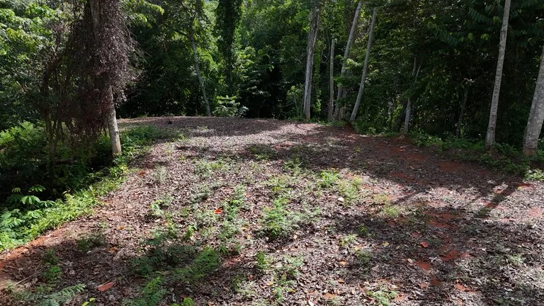Spectacular Ocean view on 7.7 acres: Mountain Home Construction Site For Sale in Bahía Ballena, photo 4