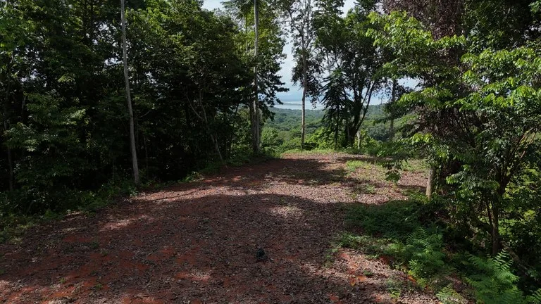 Spectacular Ocean view on 7.7 acres: Mountain Home Construction Site For Sale in Bahía Ballena, photo 7