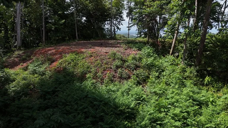 Spectacular Ocean view on 7.7 acres: Mountain Home Construction Site For Sale in Bahía Ballena, photo 9