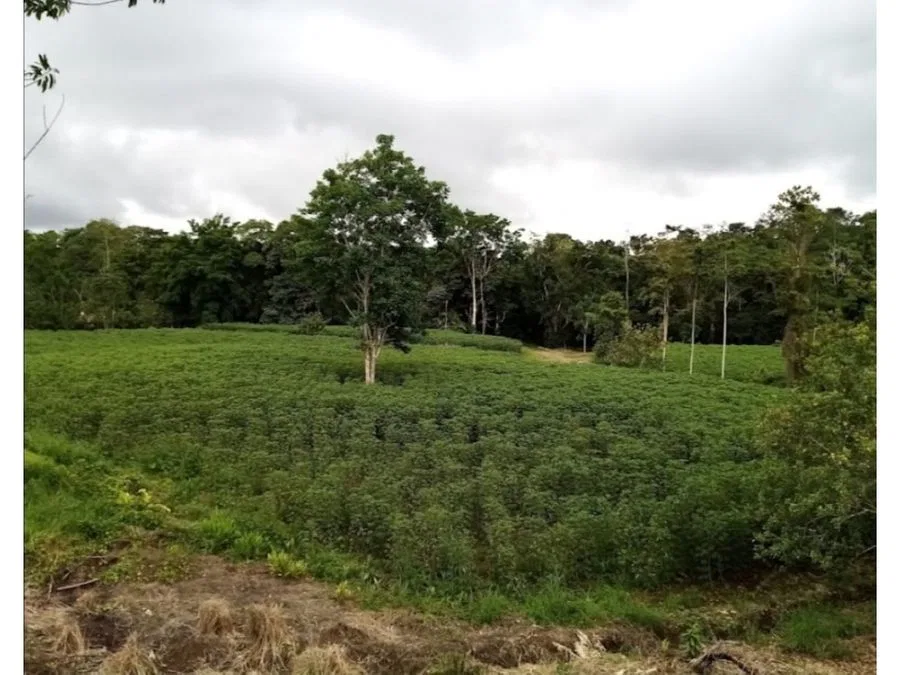 Tu Refugio Natural en San Carlos, Costa Rica