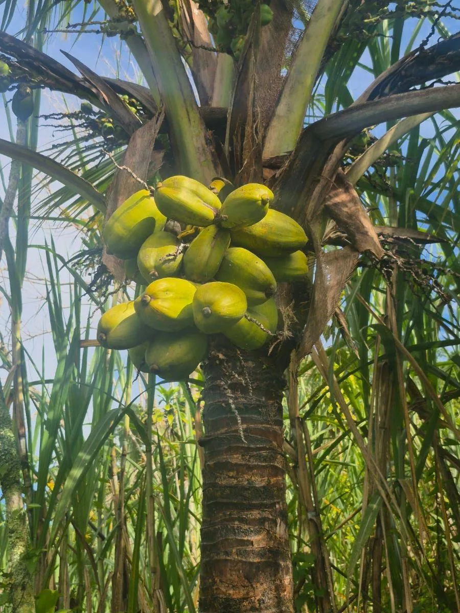 Finca en San Blas, Perez Zeledon. - Venta en Perez Zeledón, photo 11