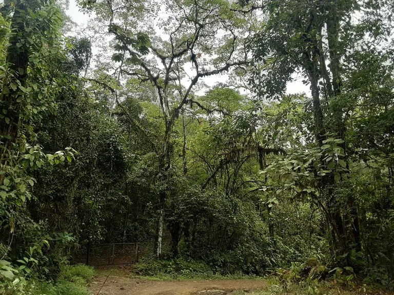 Finca Tesoro Escondido - The Jewel of Uvita, photo 11