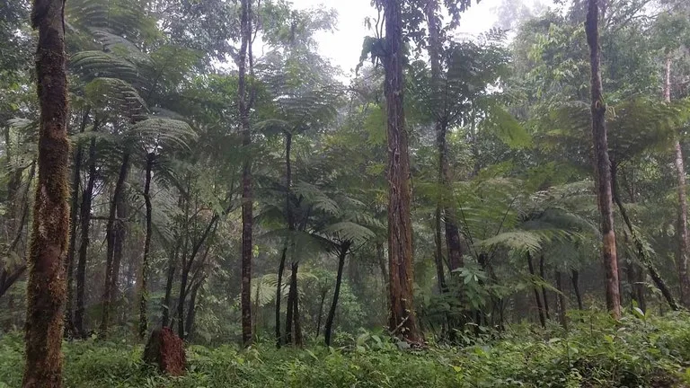 Finca Tesoro Escondido - The Jewel of Uvita, photo 5