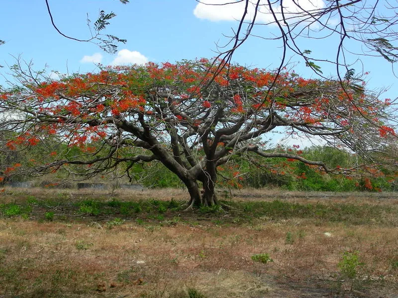 Land For Sale in Junquillal, photo 6