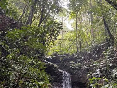 Finca Gilguero – A Peaceful Jungle Retreat with Ocean Views, Fresh Climate, and Endless Potential, photo 3