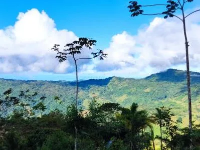 Finca Gilguero – A Peaceful Jungle Retreat with Ocean Views, Fresh Climate, and Endless Potential, photo 7