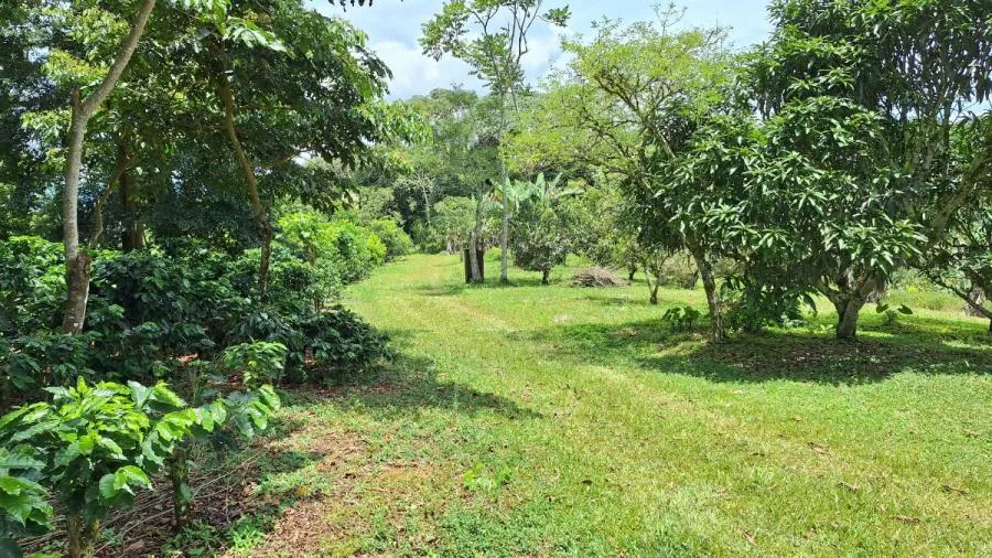 FINCA 5.5HA CON 2 CASAS Y AGUA TODO EL AÑO-PZ,COSTA RICA. - Venta en Perez Zeledón, photo 11