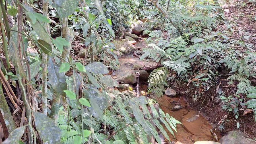 FINCA 5.5HA CON 2 CASAS Y AGUA TODO EL AÑO-PZ,COSTA RICA. - Venta en Perez Zeledón, photo 13