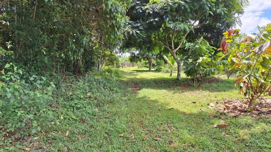 FINCA 5.5HA CON 2 CASAS Y AGUA TODO EL AÑO-PZ,COSTA RICA. - Venta en Perez Zeledón, photo 15