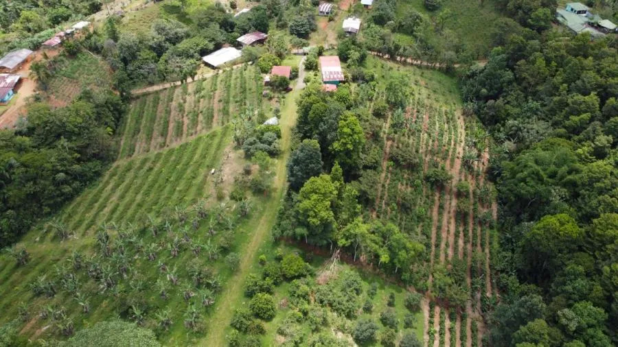 FINCA 5.5HA CON 2 CASAS Y AGUA TODO EL AÑO-PZ,COSTA RICA. - Venta en Perez Zeledón, photo 8