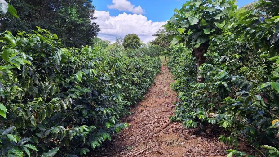 FINCA 5.5HA CON 2 CASAS Y AGUA TODO EL AÑO-PZ,COSTA RICA. - Venta en Perez Zeledón, photo 9